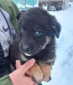 Erasmo – klein hart, grote persoonlijkheid , Dieren en Toebehoren, Particulier, Rabiës (hondsdolheid), 15 weken tot 1 jaar, Reu