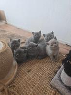 Britse korthaar kittens, Dieren en Toebehoren, Katten en Kittens | Raskatten | Korthaar, Meerdere dieren, 0 tot 2 jaar