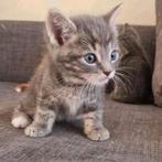 Lieve & prachtige kittens zoeken een huisje, Dieren en Toebehoren, Katten en Kittens | Overige Katten