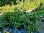 Salvia divinorum stekken diverse maten en prijzen. Vanaf 5 €, Tuin en Terras, Planten | Tuinplanten, Halfschaduw, Vaste plant