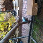 Jonge parkieten net uit blok, Dieren en Toebehoren, Meerdere dieren, Parkiet