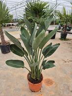 Strelitzia reginae (PARADIJSVOGELBLOEM), Tuin en Terras, Planten | Tuinplanten, Ophalen of Verzenden, Zomer, Overige soorten, Volle zon