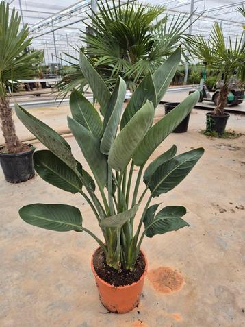 Strelitzia reginae (PARADIJSVOGELBLOEM) beschikbaar voor biedingen