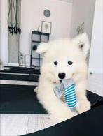 Samojeed FCI-puppy's voor collectie SHINING WHITE STAR, Dieren en Toebehoren, Rabiës (hondsdolheid), Overige rassen, 8 tot 15 weken