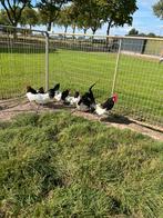 TE KOOP 5 LAKENVELDER HENNEN MET 1 HAAN, Dieren en Toebehoren, Pluimvee, Meerdere dieren, Kip