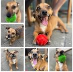 Dringend een huisje gezocht voor IGOR️, Reu, Eén hond, 3 tot 5 jaar, Nederland