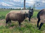 Dassenkop ramlam, Dieren en Toebehoren, Schapen, Geiten en Varkens, Mannelijk, Schaap, 0 tot 2 jaar