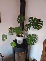 Monstera Deliciosa Kamerplant, 100 tot 150 cm, Overige soorten, In pot, Groene kamerplant