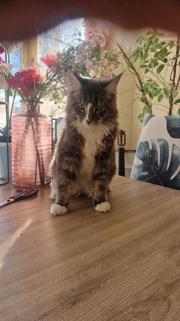 Mainecoons, Dieren en Toebehoren, Katten en Kittens | Raskatten | Langhaar, Meerdere dieren, Ontwormd, Ingeënt