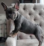 Franse bulldog pup met stamboom mogen per direct mee !, Dieren en Toebehoren, Honden | Bulldogs, Pinschers en Molossers, CDV (hondenziekte)