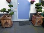 Ilex bonsai boompjes, Tuin en Terras, Ophalen, Minder dan 30 cm, Minder dan 60 cm, Rond