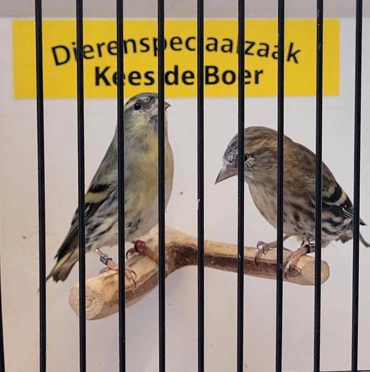 Europese sijzen ivoor, Dieren en Toebehoren, Vogels | Overige Vogels, Meerdere dieren, Geringd