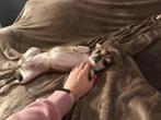 Herplaatser, chihuahua teefje, Dieren en Toebehoren, Honden | Chihuahua's en Gezelschapshonden, Rabiës (hondsdolheid), 1 tot 2 jaar