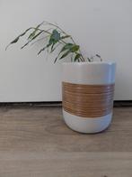 Ficus benjamini (treurwilg) in pot, Ophalen, Ficus, In pot, Minder dan 100 cm