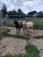 Te koop: zware zwarte & witte dekram, Dieren en Toebehoren, Schapen, Geiten en Varkens, Mannelijk, Schaap, 0 tot 2 jaar