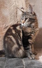 Mooie Maine Coon poes met stamboom, Dieren en Toebehoren, Poes, Gechipt, 0 tot 2 jaar
