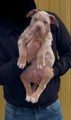 bully xl lilac tri color laatste pup Stamboom gelijk mee, Overige rassen, CDV (hondenziekte), 8 tot 15 weken, Meerdere