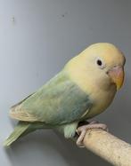 Aquablauw2 opaline pale fallow fischeri, Meerdere dieren, Dwergpapegaai of Agapornis