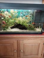 Aquariumvissen, Dieren en Toebehoren, Vis, Zoetwatervis