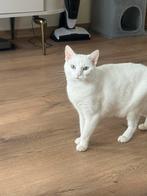 SPOED! Gratis katten moeder en zoon, Dieren en Toebehoren, Katten en Kittens | Overige Katten, Meerdere dieren, 3 tot 5 jaar
