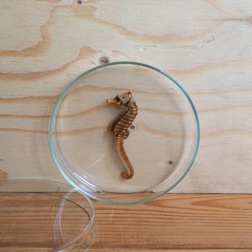 Petrischaaltje met een gedroogd zeepaardje, Verzamelen, Dierenverzamelingen, Zo goed als nieuw, Beeldje of Figuurtje, Overige soorten