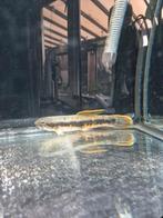 Regenboog wolfsvis, Dieren en Toebehoren, Vis