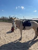 Verzorgpony aangeboden omgeving Maarsbergen/Woudenberg, Dieren en Toebehoren, Paarden en Pony's | Verzorgingsproducten, Ophalen