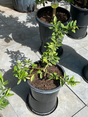 Super schattige mini citrus limequat vol kleine vruchtjes!! beschikbaar voor biedingen