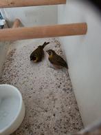 Te koop kleine cubavinken, Meerdere dieren