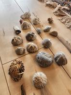 Verzameling fossiele zee-egels, Ophalen of Verzenden