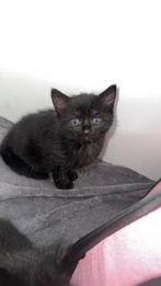 Kitten, Kater