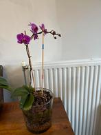 Orchidee in pot, Ophalen of Verzenden