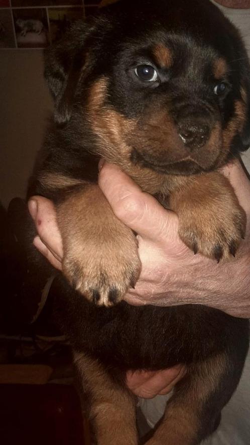 Rottweilers pups, Dieren en Toebehoren, Honden | Herdershonden en Veedrijvers, Meerdere dieren, Particulier, Meerdere, Nederland