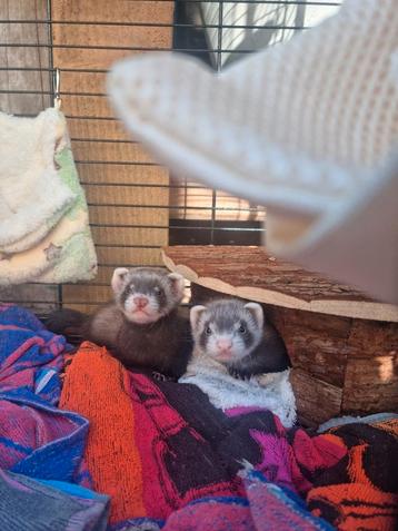 Lilo en Stitch - 2 onwijs leuke fretten pups - dames van 10w beschikbaar voor biedingen