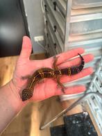 1.0 pure black night luipaardgekko, Dieren en Toebehoren, Reptielen en Amfibieën, Hagedis, 0 tot 2 jaar