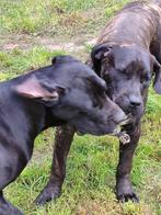 Cane Corso boerboel outcross, Dieren en Toebehoren, Particulier, Rabiës (hondsdolheid), 15 weken tot 1 jaar, Buitenland