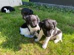 Friese Stabij pups reutjes/ teefjes, Overige rassen, 8 tot 15 weken, Meerdere, Meerdere dieren