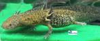 Axolotl - Iridophore Wildkleur Starburst (B) Baby, Dieren en Toebehoren, Amfibie, Tam, 0 tot 2 jaar