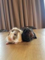 Super lief knap setje jonge cavia’s, Dieren en Toebehoren, Cavia, Mannelijk, Januari, Tam