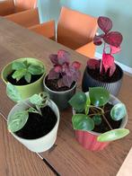 Leuke planten met potten vanaf 6 euro, Huis en Inrichting, Kamerplanten, Ophalen