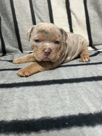 Merle Pocket bully/  engelse bulldog pups zie omschrijving, Dieren en Toebehoren, Honden | Bulldogs, Pinschers en Molossers, Rabiës (hondsdolheid)