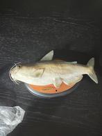 Cool Catfish Zingende Vis, Ophalen of Verzenden, Gebruikt