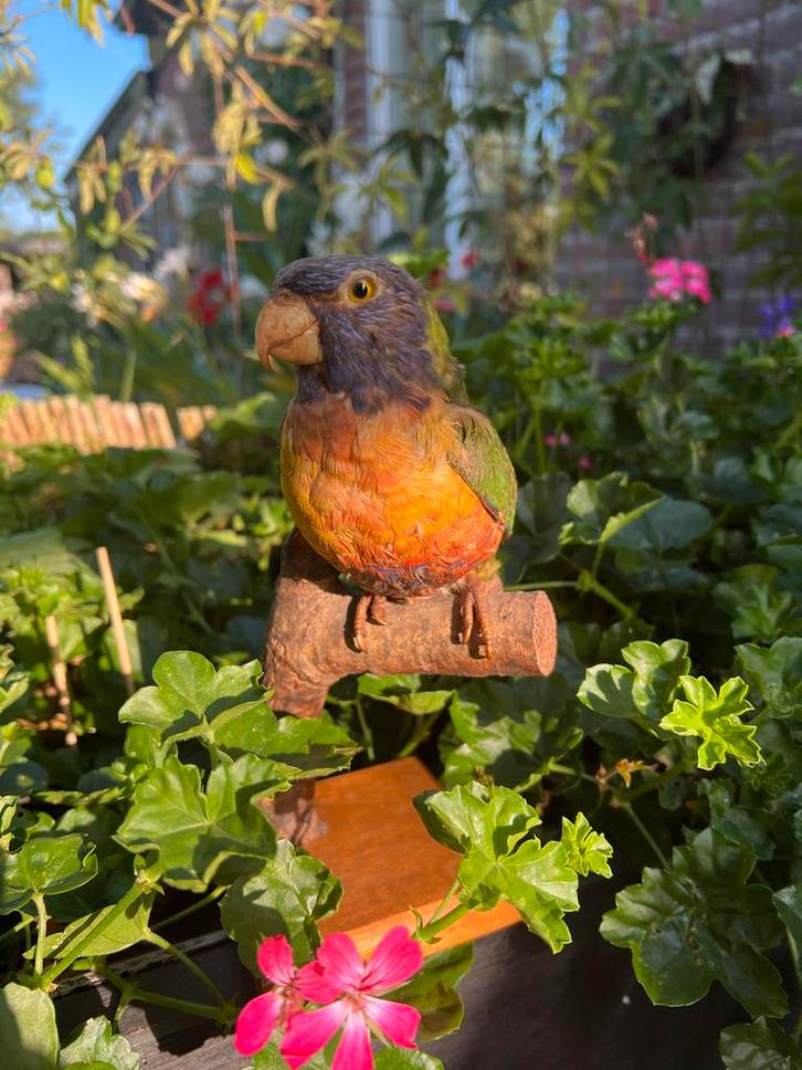 Opgezette Lori -Heel mooi gedaan. € 50, Dieren en Toebehoren, Vogels | Parkieten en Papegaaien, Dwergpapegaai of Agapornis