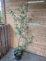 Krentenboompjes - meerstammig, Tuin en Terras, Planten | Bomen, In pot, Halfschaduw, Lente, 100 tot 250 cm