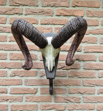 Moeflon Schedel van NP de Hoge Veluwe Jacht Mancave d69 beschikbaar voor biedingen