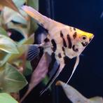 Pterophyllum scalare, Dieren en Toebehoren, Vissen | Aquariumvissen