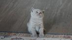 Lieve britse korthaar kitten zoekt gouden mandje, Kater, Ontwormd, 0 tot 2 jaar