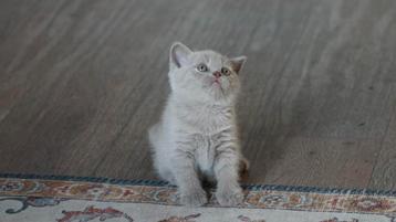 Lieve britse korthaar kitten zoekt gouden mandje beschikbaar voor biedingen
