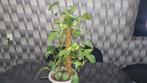 Mooi plant, Ophalen of Verzenden, Overige soorten, Minder dan 100 cm