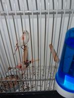 Harlekijn kanarie koppel 2025 zonder kooi gelijk ophalen, Dieren en Toebehoren, Vogels | Kanaries, Meerdere dieren, Postuurkanarie